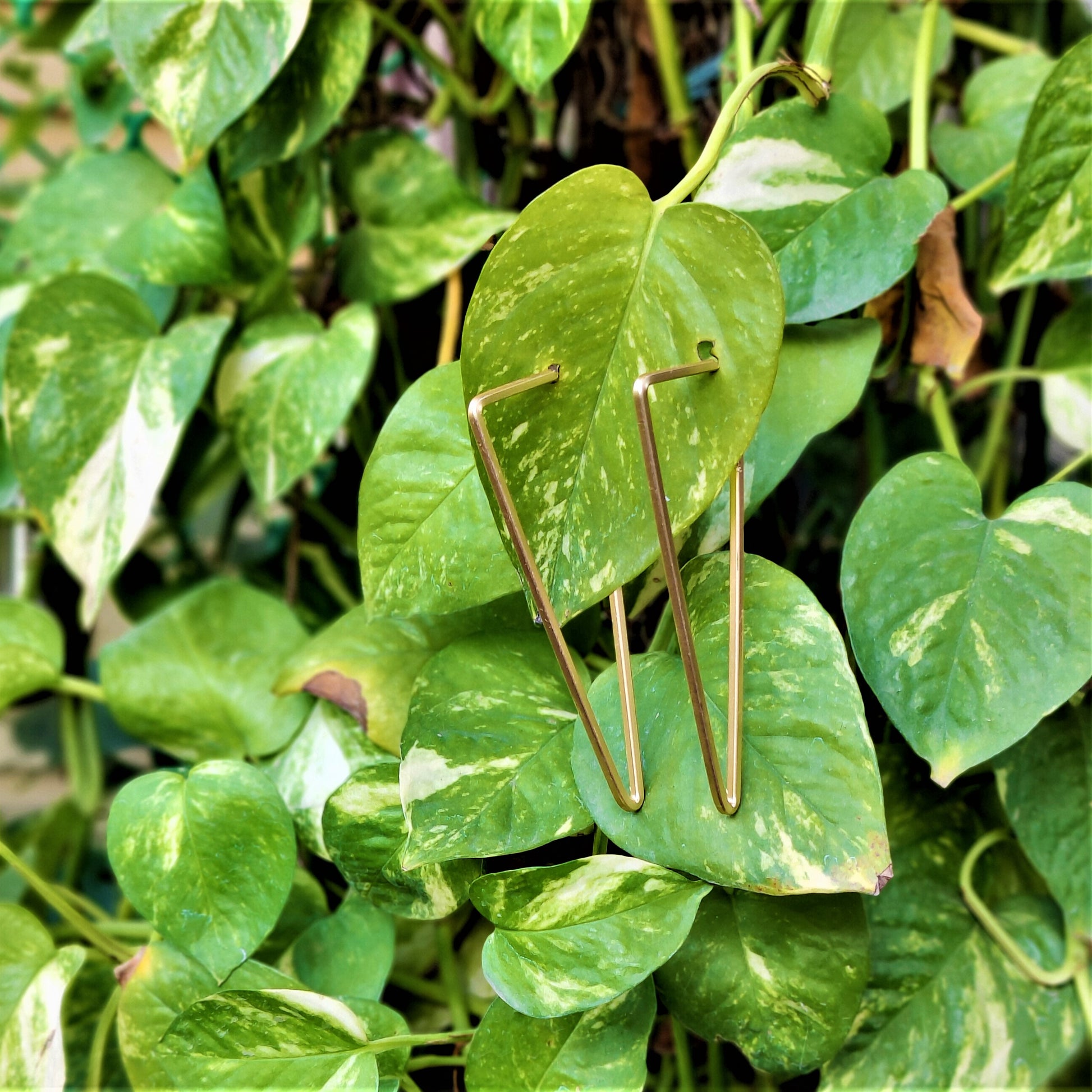 Golden Hoops Earrings antitarnish casuals Ear Rings Earrings party Trincket Jewellry Jewelry Jewellery